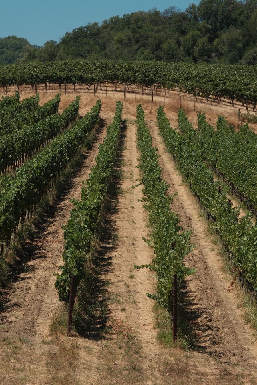 Blick über die Weinberge